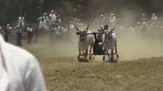 💓Lohara Barghat💓 2023 😇 Newargaon Murjhar /  National Bull Pair Race (Pat) / Competition true 😇