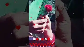 Happy Rose Day #2023