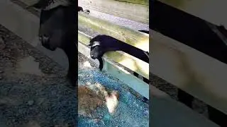 Goat Gets Stuck In Fence #shorts #shorts30