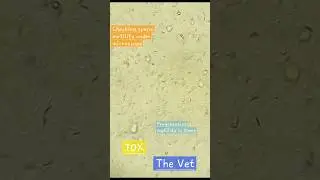 sperm motility under microscope at 10x.#vet #veternarian #medicine #veterinarymedicine .