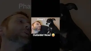 Yes, we went outside right after I filmed this! 😂 #chiweenie #chiweeniedog #chiweenies #cutedogs