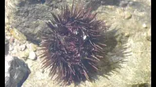 Echinoidea (sea urchin) from Greece