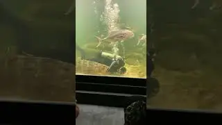 She grabs into Grouper &lsquo;s mouth #shorts #grouperfish