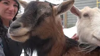 Keeping your farm animals warm in the Winter