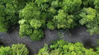 R&iacute;o bosque (Video sin copyright)