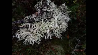 Evernia prunastri, also known as oakmoss