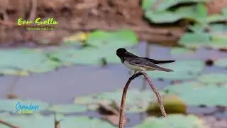 Barn Swallow