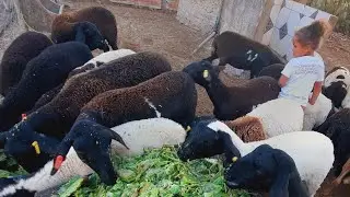 Se você não pensar assim na criação de ovelhas você vai desistir e vai acabar com seus ovinos