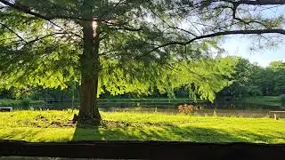 Tree Bathed in Wavering Light-AMBIENT MUSIC
