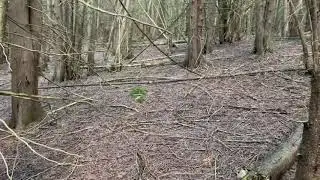 Sasquatch Structures What does it all mean??