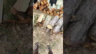 Расчистка земельного участка без долгов перед матчем плей-офф между командами Ole Miss и Georgia!