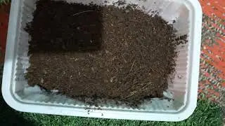 Kichik ulitkalarni boqish sirlari
