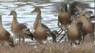 Plumed Whistling-Duck (Dendrocygna eytoni)