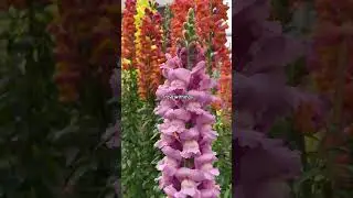 So beautiful.. #newzealand #nz #flowers #park #lovely #travel #travelling #holiday #shorts