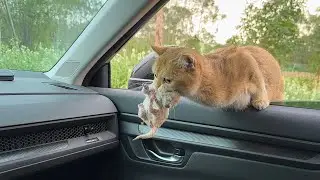 A mother cat jumped into my car with her kittens in her mouth and asked me to take her kittens home.
