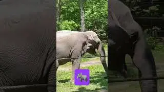 Elephants! - Wild Asia Monorail @ The Bronx Zoo