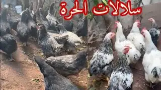 الدجاج البياض🐣 عشاق السلالات الحرة أين أنتم 🐓