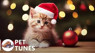 Calming piano music for cats ♬ Instantly Soothe Your Anxious Cat with Purring sounds