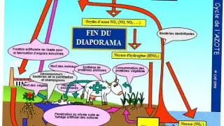 Le cycle de l'azote