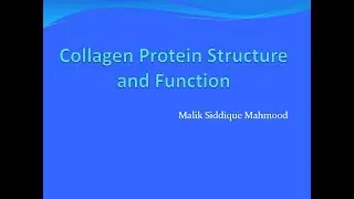 Collagen Protein Structure and Function