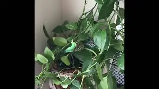 Budgies in their Natural Habitat