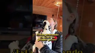 &iquest;Est&aacute;s pensando en tener tu primer perro? #dogs #perros