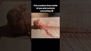Human brain anatomy #humanbrain #physics #science