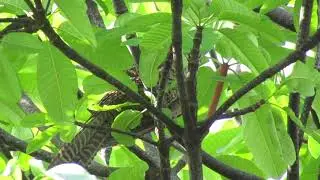 female asian koel singing