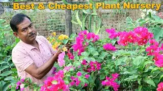 Visit Best Winter Season Flowering and Fruiting Plants Nursery at Jhikira Howrah | Kishalay Nursery