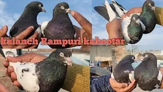 Rampuri cheene kabutar ka shoq !! Ek chote se bchche Ka shoq wow 