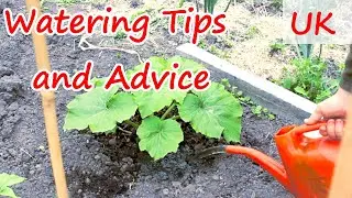 Best Watering Techniques for Pumpkins & Squash | No Waste! | Bigger Fruits!