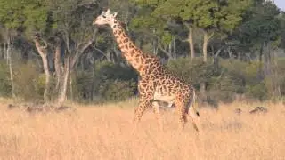 Masai Giraffe walking past Wildebeest