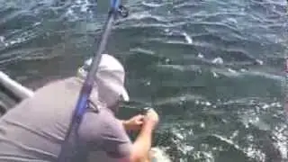 Stripers 2013 Merrimack River