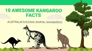 Kangaroo Unique Facts| Australian Kangaroos
