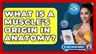 What Is A Muscle's Origin In Anatomy? - All About Anatomy Answers