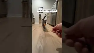 Teaching My Cat Iris How To Play Fetch - And It&rsquo;s Going Great