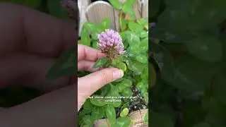 What Red clover is known for🌿🥰