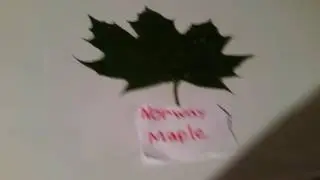 Maple Tree ID- By The Leaves