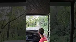 Wild Heart, Green Soul #shorts #breathless #viral #travel #vacation #minivlog #ytshorts #shortsvlog