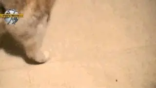 Xbox 360 Kinect Fail Cat!! Ouch!!