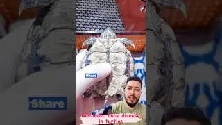 Metabolic bone disease in turtles