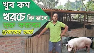 সব থেকে কম পুজিতে কি করে শূকরের ফার্ম বানাবেন ?low cost pig farm in West Bengal .