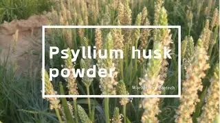 Psyllium husk powder