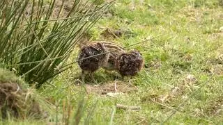 A Family of Snipe in the Sheffield Lakeland | Sheffield Lakeland Landscape Partnership