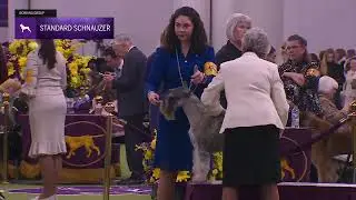Standard Schnauzers | Breed Judging 2026