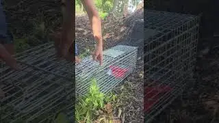 Set live trap ￼
