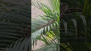 Lizard Shedding Skin 🦎Skin Peeling Time!