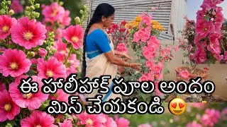 ఈ హాలీహాక్ పూల అందం మిస్ చేయకండి 😍
