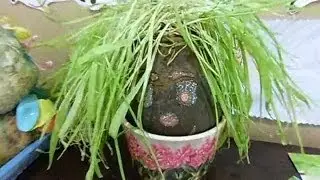 How GREEN are you?