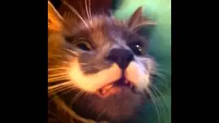 Mustache Cat Wakes Up Cranky...Hamilton The Hipster Cat